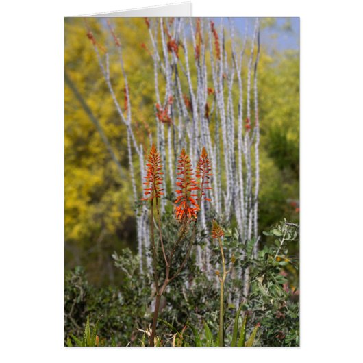 April in the Arizona Desert (Front)