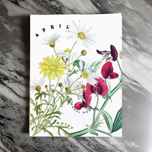 April Month Flowers Sweet Pea and Daisy Postcard