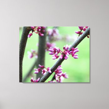 April Redbud Flowers Wrapped Canvas Print by artinphotography at Zazzle