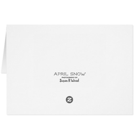 April Snow Blank Card (Back Horizontal)