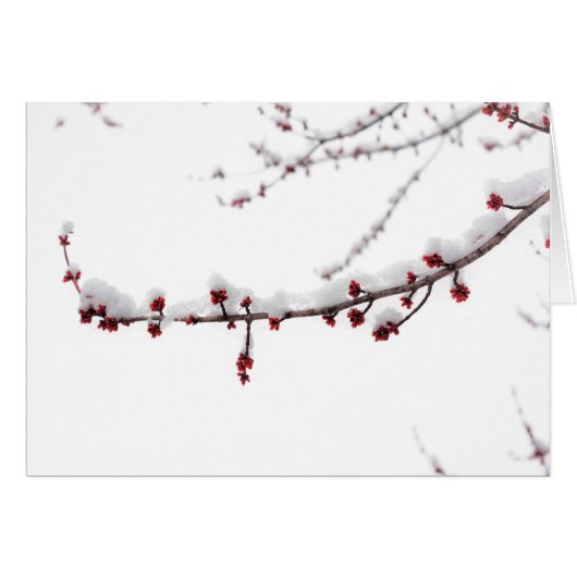 April Snow Blank Card (Front Horizontal)