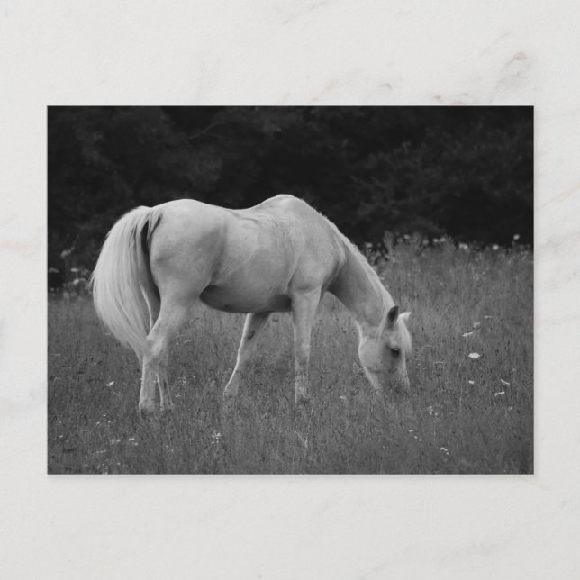 April the Arabian Postcard (Front)