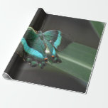 Aqua and Black Butterfly Wrapping Paper