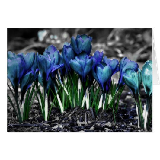 Aqua Blue Crocus Blooms Cards (Front Horizontal)