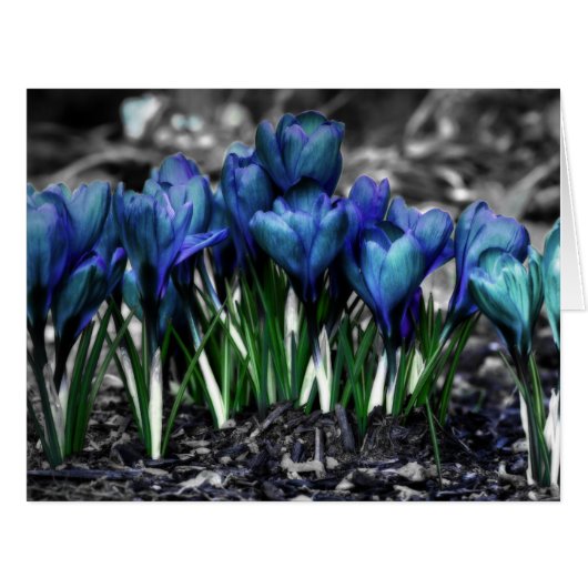 Aqua Blue Crocus Blooms Cards (Front Horizontal)
