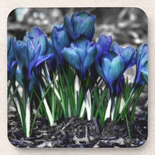 Aqua Blue Crocus Blooms Drink Coaster (Front)