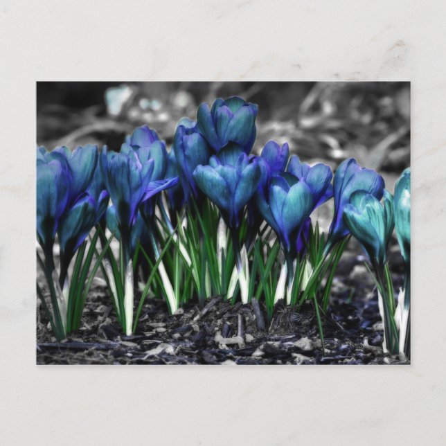 Aqua Blue Crocus Blooms Postcard (Front)