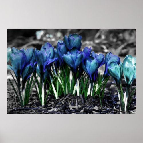 Aqua Blue Crocus Blooms Poster