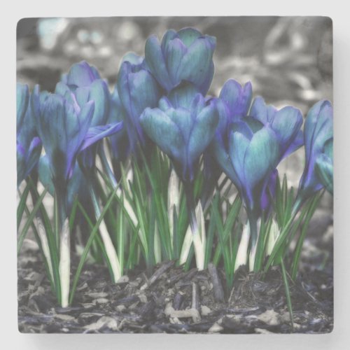 Aqua Blue Crocus Blooms Stone Coaster