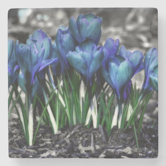 Aqua Blue Crocus Blooms Stone Coaster (Front)