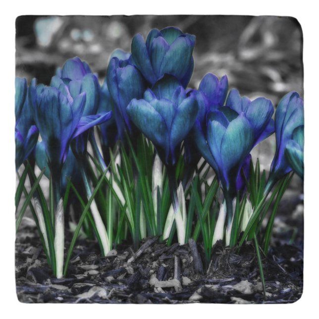 Aqua Blue Crocus Blooms Trivet (Front)