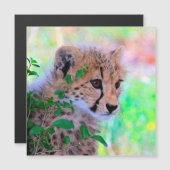 Aqua_Cheetah_20180102 (Front/Back)