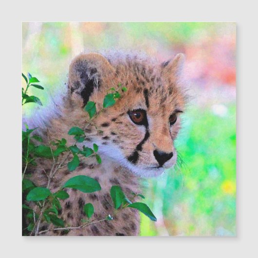 Aqua_Cheetah_20180102 (Front)