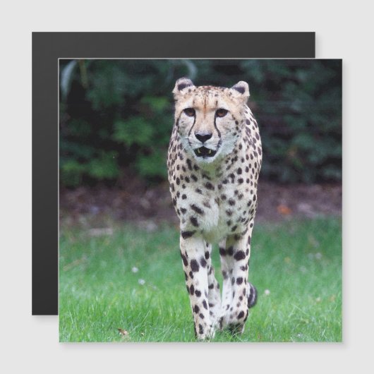 Aqua_Cheetah_20180103 (Front/Back)