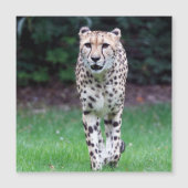 Aqua_Cheetah_20180103 (Front)