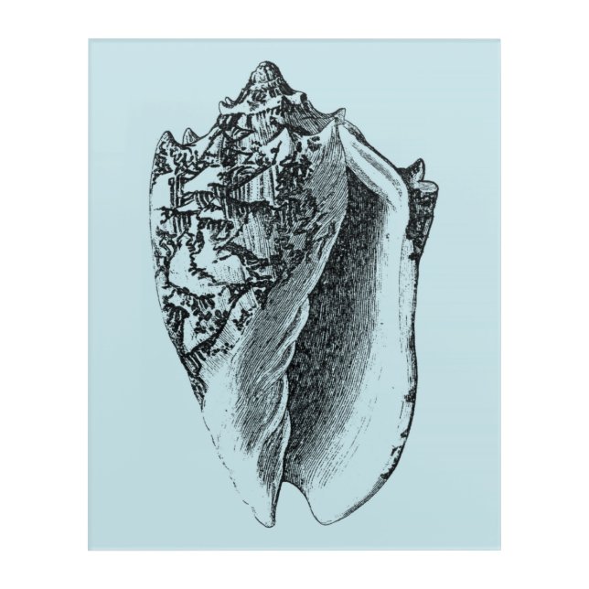 Aqua Conch Shell Acrylic Print (Front)