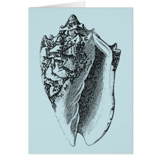 Aqua Conch Shell Cards (Front)