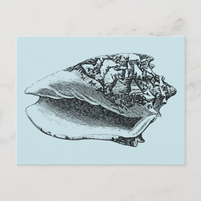 Aqua Conch Shell Postcard (Front)