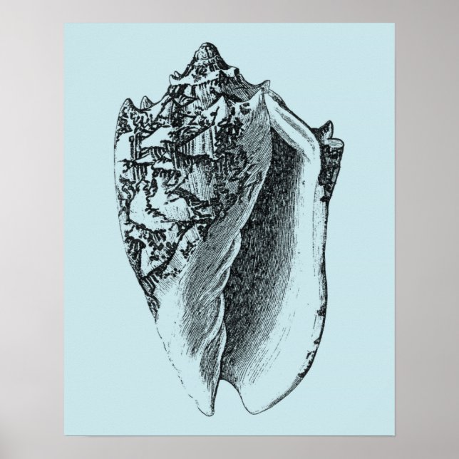 Aqua Conch Shell Poster (Front)