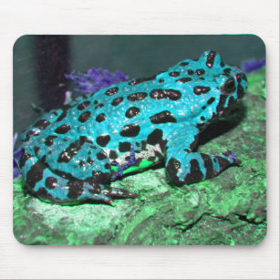 blue fire belly toad