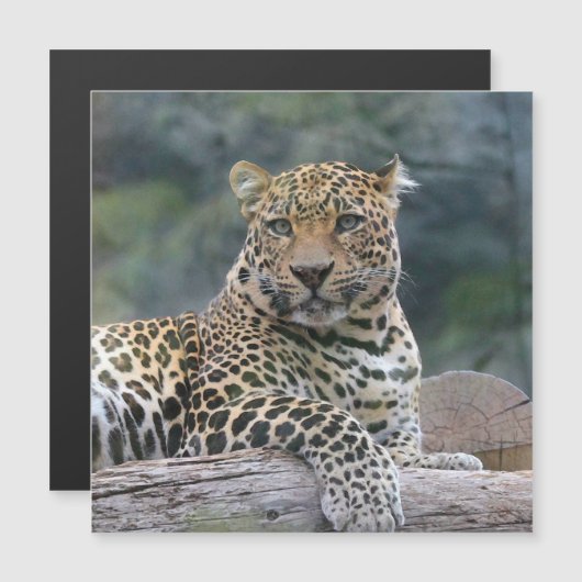 Aqua_Leopard_20180105 (Front/Back)