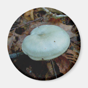 Aqua Mushroom Magnet