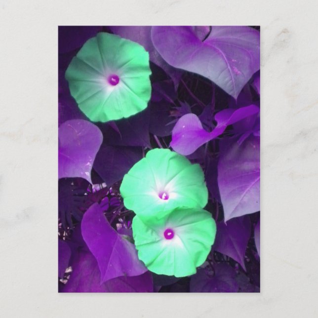 Aqua N Violet Morning Glory postcard (Front)