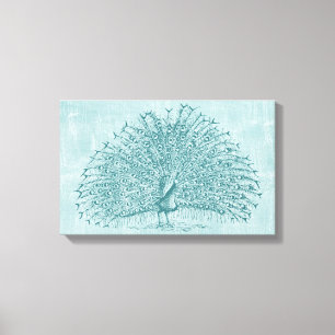 Aqua Peacock Canvas Print
