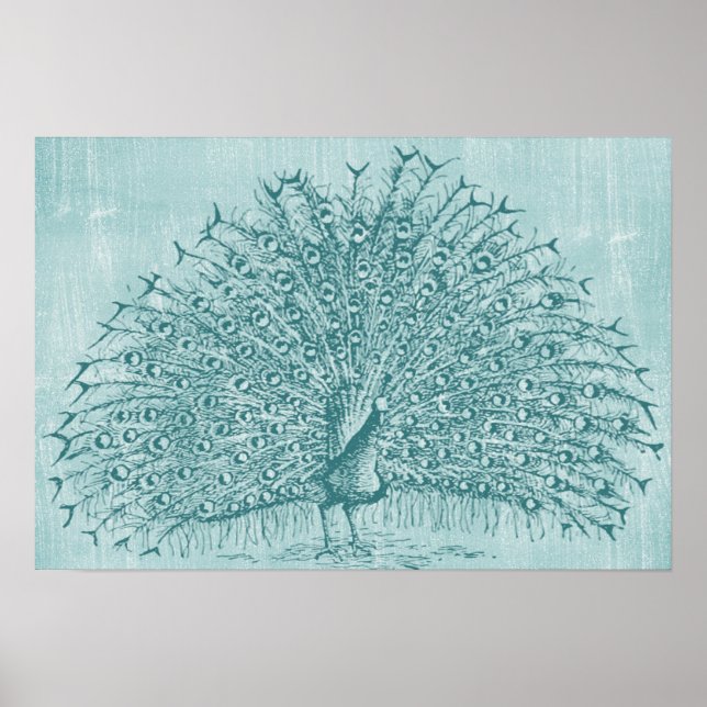 Aqua Peacock Poster (Front)
