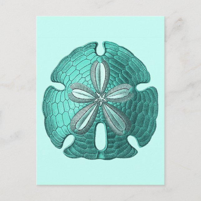 Aqua Sand Dollar Postcard (Front)