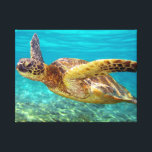 Aqua Sea Turtle Canvas Print<br><div class="desc">Swimming freely in the warm waters of Hawaii, this Green Sea Turtle will be a nice addition to any home decor.</div>