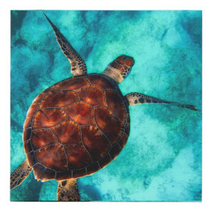Aqua Sea Turtle In Blue Caribbean Water Faux Canvas Print