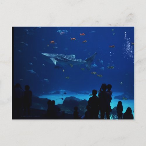 Aquarium Atlanta Georgia Postcard