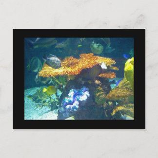 Aquarium Card