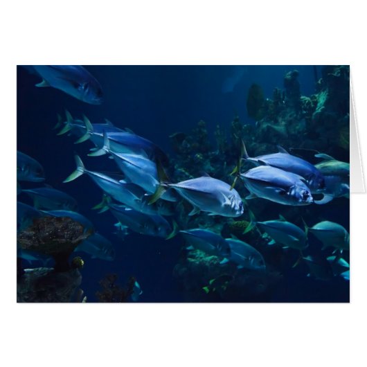 Aquarium Cards (Front Horizontal)
