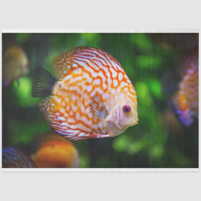 aquarium discus fish tissue paper (Front)