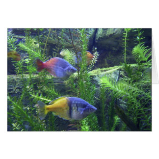 Aquarium Fish Cards