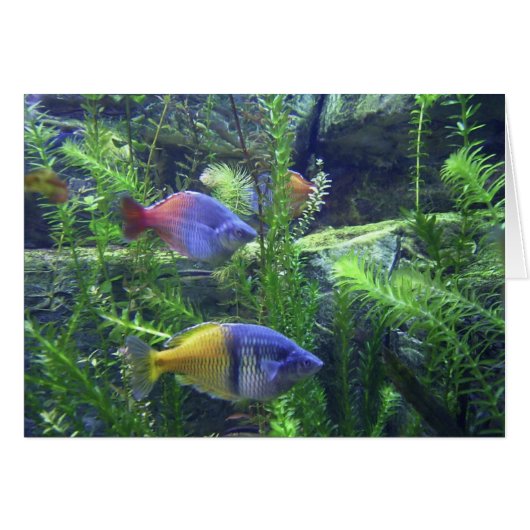 Aquarium Fish Cards (Front Horizontal)