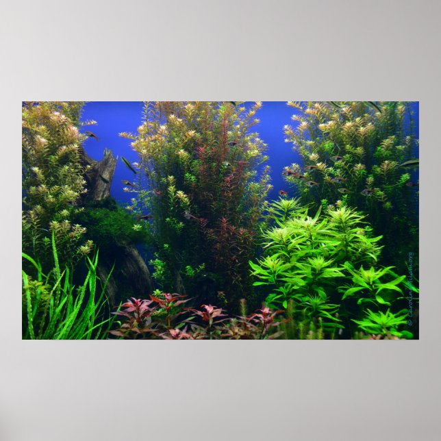 Aquarium for Aquarium Background Poster (Front)
