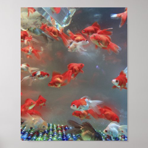 Aquarium Marble Fish Poster