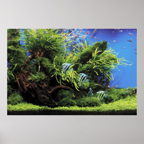 Aquarium of Freshwater Angelfish Poster