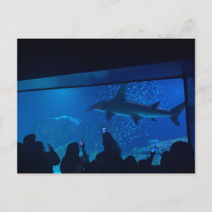 Aquarium Shark Tank Exhibit Postcard