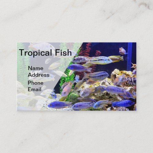 Aquarium with beautiful colorful tropical fish business card
