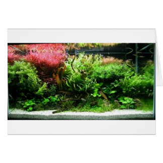 Aquascape Cards