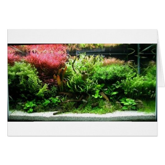 Aquascape Cards (Front Horizontal)