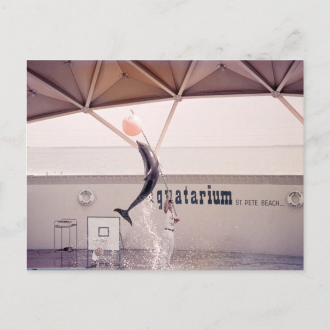 Aquatarium St. Pete Beach Florida Postcard (Front)