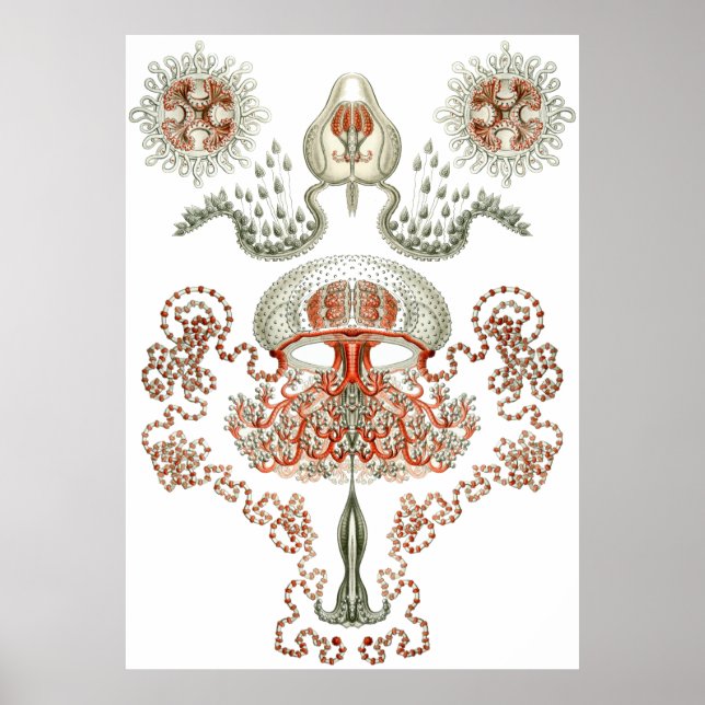 Aquatic Art ~ Jellyfish Poster (Front)