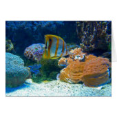 Aquatic Lanscape (Front Horizontal)