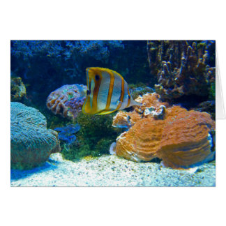 Aquatic Lanscape Cards