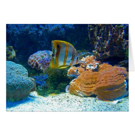 Aquatic Lanscape Cards (Front Horizontal)